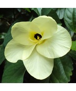PSA Bauhinia Tomentosa St Thomas &amp; Bell Orchid &amp; Yellow Tree 5 Seeds Fas... - $413.44 MXN