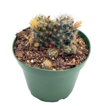 Mammillaria prolifera, Little Candle, Rare Cactus, 4 inch Pot, Well Rooted - £9.02 GBP