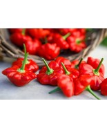 LKS Red Brazilian Starfish Pepper Seeds 20 Organic Home Garden - €10,55 EUR