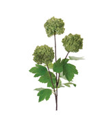 Snowball Floral Spray (Set of 6) - €63,99 EUR