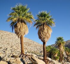 California Fan Palm  100 Seeds  Washingtonia filifera - €6,74 EUR