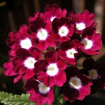 HGBO 35 Seeds Verbena Obsesion Perennial Flower Seeds /Red With White Eye /Deer  - £6.61 GBP