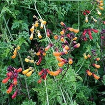 200 Chilean Glory Vine Seeds Eccremocarpus Vine Perennialgarden Beautiful USA Se - £17.36 GBP