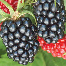 RJ 10 Seeds Thornless Apache Blackberry Seeds Triple Crown Giant  - £3.49 GBP