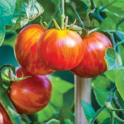 MBK Tigerella Heirloom Tomato Seeds Indeterminate Striped Orange And Red... - $8.79