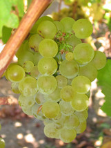 Vitis Vinifera Chardonnay Wine Grape Fresh Seeds - £14.87 GBP
