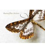 Rare Geometridae Obeidia Lucifera Real Moth Framed Entomology Shadowbox  - $54.99