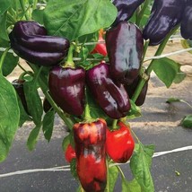 Anhui Dark Purple Sweet Pepper F1, 10 Seeds - $10.29