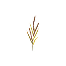 Pine Eucalyptus Pick (Set of 2) - $969.01 MXN
