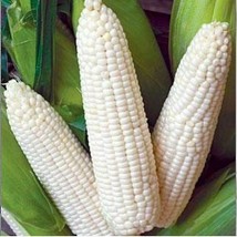 Grow In US Trucker&#39;S Favorite White Corn Seeds 25 Ct Vegetable Garden Non-Gmo - £7.79 GBP