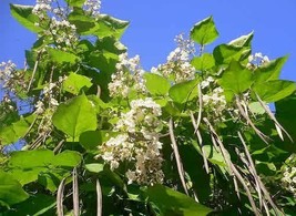 MBK Southern Catalpa Catalpa Bignonioides 20  Seeds Fish Bait Cigar Tree... - $11.50