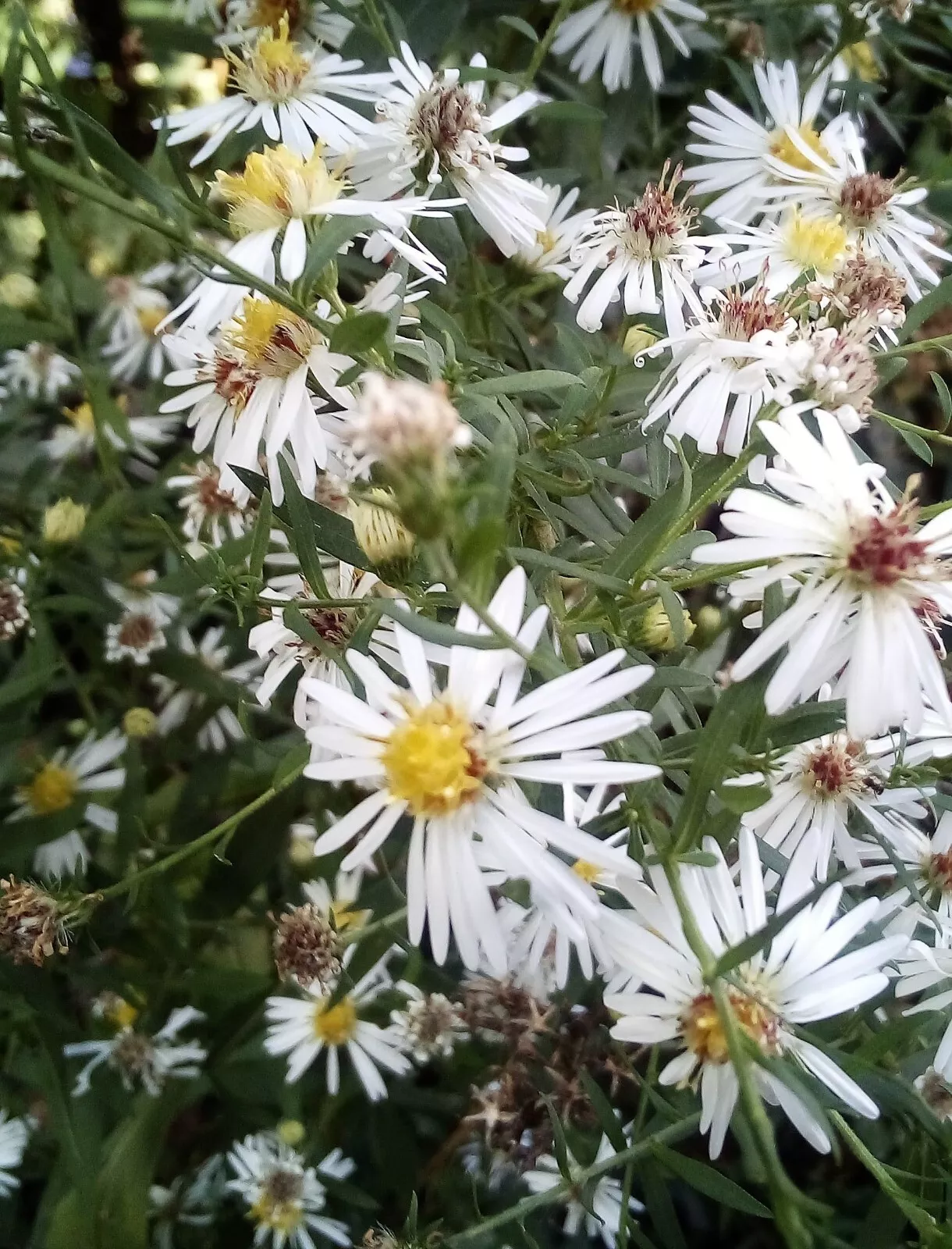 20 SEEDS FROST ASTER SYMPHYOTRICHUM PILOSUM - $11.04