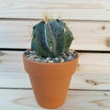 3.5&quot; DIY Cactus terracotta pot kit cactus Cacti Succulent real live plant - £32.59 GBP