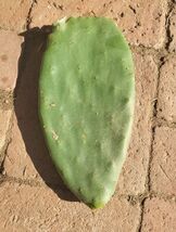 Prickly Pear Huerto Cactus 1 Pad - $5.94