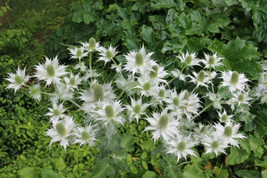 200 Sea Hollies Thistle Seeds For Garden Planting    From US - $10.48