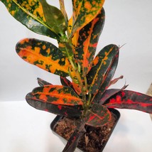 Batik Croton Plant, Colorful 2 inch live houseplant, Codiaeum variegatum