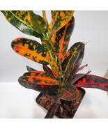 Batik Croton Plant, Colorful 2 inch live houseplant, Codiaeum variegatum - £7.98 GBP