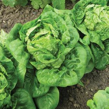 Little Gem Lettuce Seeds 600 Mini Romaine Fresh Garden Fast Shipping - $3.98