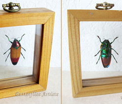 Metaxymorpha Apicalis RARE Beetle Entomology Collectible Double Glass Display  - $79.99