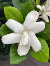 DOUBLE Tahitian Gardenia Taitensis Jasminoides Plant~Intensely Fragrant Flower - £29.56 GBP