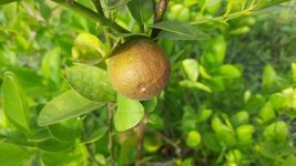 5+ Poncirus Trifoliate Orange Seeds for Garden Planting | Citrus Fruit |... - $226.34 MXN