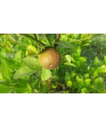 5+ Poncirus Trifoliate Orange Seeds for Garden Planting | Citrus Fruit |... - €10,32 EUR