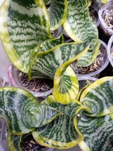 sansiviera hahnii twister tsunami for 10 plants - £118.52 GBP