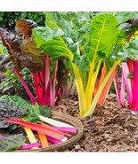 200 Seeds Rainbow Swiss Chard Plant Vegetables Plant Outdoor Plant Organ... - $10.99