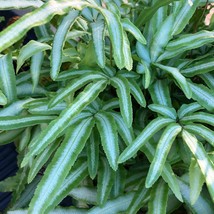 50 Albo Pteris Ribbon Fern Spores Seeds New Fresh US Shipping - $4.80