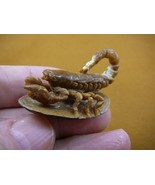 (tb-scorp-3) little tan scorpion Tagua NUT palm figurine Bali carving Sc... - $927.42 MXN