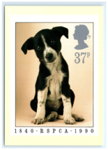 Puppy RSPCA Dog Animal Postage Royal Mail Stamp Postcard - $5.95