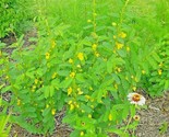 200 Seeds  Partridge Pea Seeds Native Wildflower Fall Food Source Turkey... - $8.99