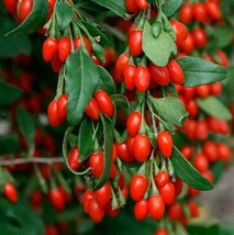 Red Goji Berry Seeds Lycium ruthenicum Chinese Himalayan Red Wolfberry Plant - $2.25+