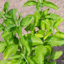 Stevia Herbs Green Herb Stevia Rebaudiana Semillas for Garden Planting Healthy - - $8.65