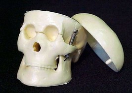 1-Miniature Tiny Tim Skeleton Skull Movable Jaw Halloween Prop Crafts Decoration - £4.45 GBP