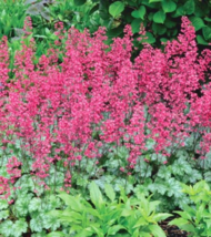 Heuchera (Heuchera Sanguinea Firefly) - 50 seeds - £3.98 GBP