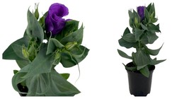 Live Plant - Purple Eustoma Lisianthus - 4&quot; Pot - Rose-like Blooms - £33.81 GBP