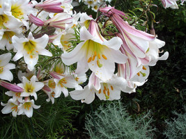 BStore 10 Seeds Regal Trumpet Lily Royal King&#39;S Lilium Regale White Pink Yellow  - £23.85 GBP