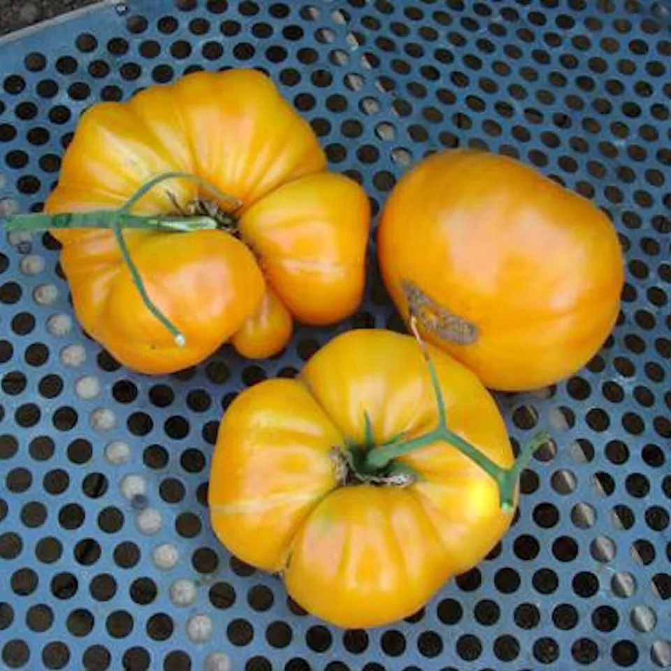 Kentucky Beefsteak Tomato Non Gmo 100 Seeds - $9.80