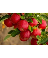 25 of PARADISE APPLE Red Delicious Common Malus Pumila Domestica Fruit T... - £7.91 GBP