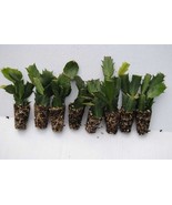 U Pick Any 8 Christmas Cactus/Schlumbergera Truncata Plants~~List of Cho... - $951.63 MXN