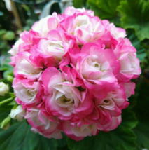 Pink White Hydrangea Flower Seeds Hydrangea macrophylla Garden Flowers - £3.92 GBP