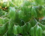 30 Seeds Mexican Yellow Weeping Pine Pinus Patula - $9.70