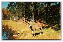 Lot Of 6 Deer Bucks Fawn White Tail Chrome Postcards W22 - £5.17 GBP