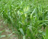 Sale 100 Seeds Truckers Favorite White Sweet Corn Zea Mays Vegetable USA - £7.78 GBP