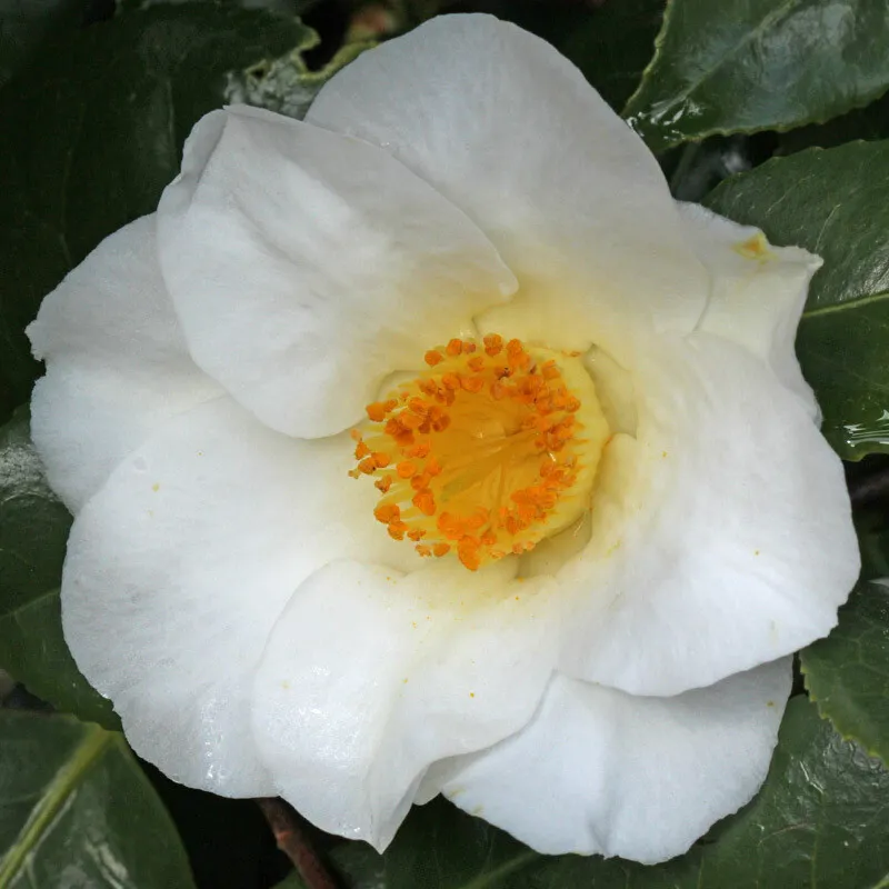 White Swan Camellia japonica Live Plant Very Beautiful - $80.99