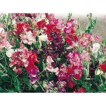 USA Seller Sweet Pea, Royal Family Mixseeds Fast Shipping - $14.24