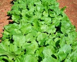 1 Oz Seven Top Turnip Seeds Organic Native Vegetable Greens Container Ga... - $12.00