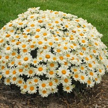 2.5&quot; pot chrysanthemum WHOOPS A DAISY shasta leucanthemum - 1 Live Potted Plant - £39.07 GBP