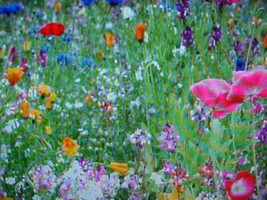 1/8th Pound (2 Ounces) KISS-OF-MY-LOVE Wildflower Seeds. 47 Variety Mixture - £15.75 GBP